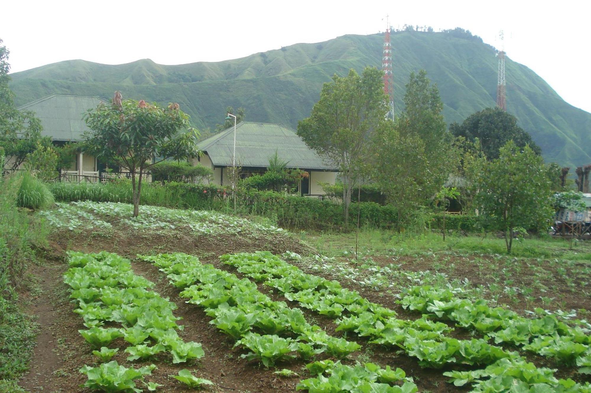 Homestay Lembah Rinjani & Resto Syariah By Ecommerceloka Sembalunlawang